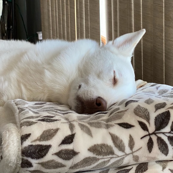 Meet your Posher, Deanna - Picture 7 of 16